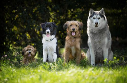 Qual a raça de cachorro ideal para se ter em um apartamento?